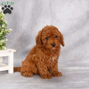 Tony F1B, Cavapoo Puppy